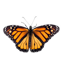 Front view of Monarch butterfly isolated on white transparent background