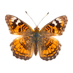 Front view of Pearl crescent butterfly isolated on white transparent background