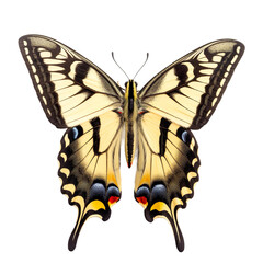 Fototapeta premium Front view of Swallowtail butterfly isolated on white transparent background