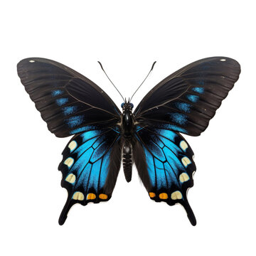 Front view of Pipevine swallowtail butterfly isolated on white transparent background