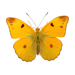 Front view of Orange-barred sulphur butterfly isolated on white transparent background