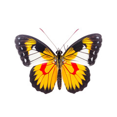 Front view of Painted jezebel  butterfly isolated on white transparent background