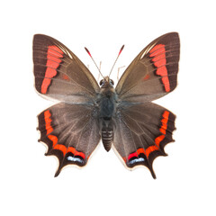Front view of Red banded hairstreak butterfly isolated on white transparent background