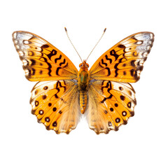 Front view of Variegated fritillary butterfly isolated on white transparent background