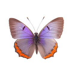Front view of Violet hairstreak butterfly butterfly isolated on white transparent background