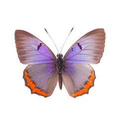 Fototapeta premium Front view of Violet hairstreak butterfly butterfly isolated on white transparent background
