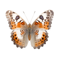 Front view of West Coast lady butterfly isolated on white transparent background