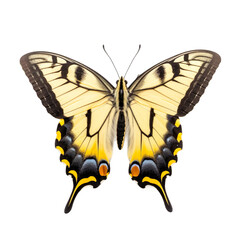 Front view of Yellow swallowtail butterfly butterfly isolated on white transparent background