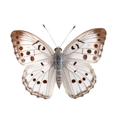 Front view of White margined butterfly isolated on white transparent background