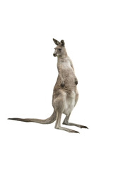 Cutout of an isolated wild young male kangaroo standing with the transparent png
 