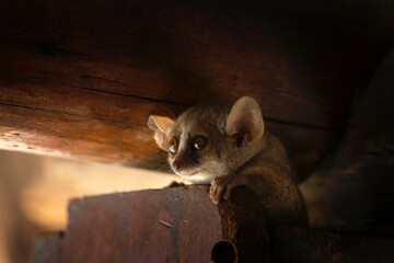Grey mouse lemur are like unexpected visitor in the Madagascar's restaurant. Small lemur are peeping from the roof. Gray mouse lemur in the Madagascar's park.  © prochym