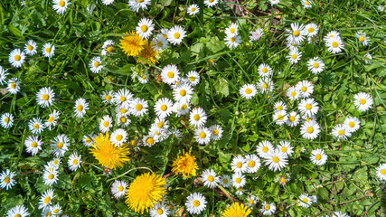 Panoramic view of white and yellow blossoming daisies, marguerite chamomile and dandelion flowers...