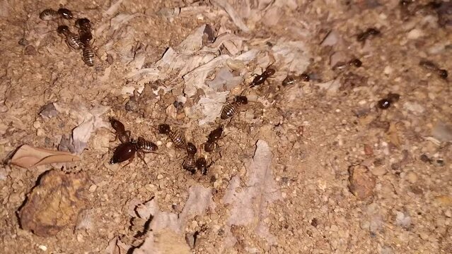 This footage shows termites foraging on the ground and dry leaves at night.