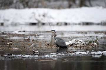 Gray heron by the river bank. Herons are fishing around winter's water. European nature. Gray bird with long beak and neck. 