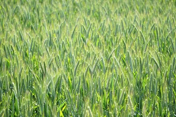 Young wheat grows in the field
