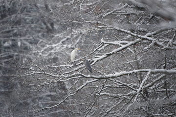 Great egret by the river bank. White heron are fishing around winter's water. European nature. White and gray heron are sitting together on the branch.