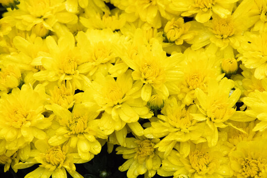 Bright yellow flowers