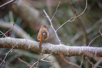 redstart on a branch