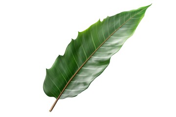 banana leaf PNG 8k isolated on white background