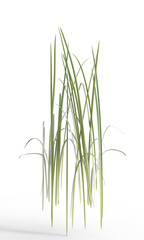 Reds isolated on transparent background.