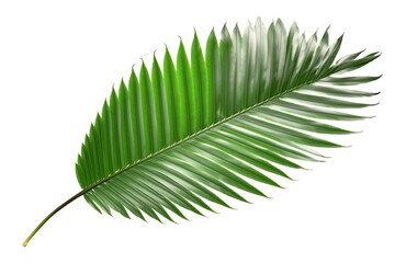 Obraz premium coconut green leaf isolated on white