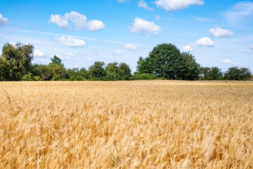 Naklejka premium wheat field in the summer