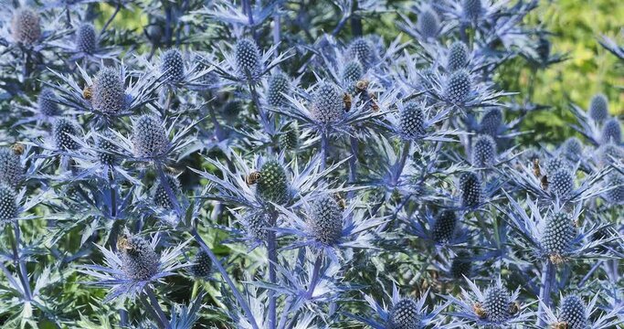 (Eryngium planum) Flores de cardo azul con tallos sacudidos por el viento y alimentados por abejas
