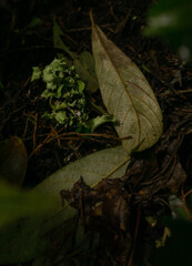 leaves in the forest