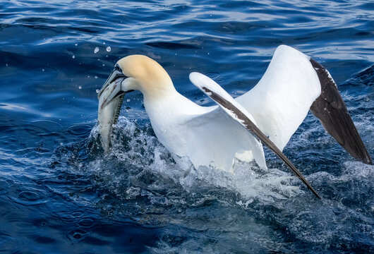 Gannets in the water catching fish