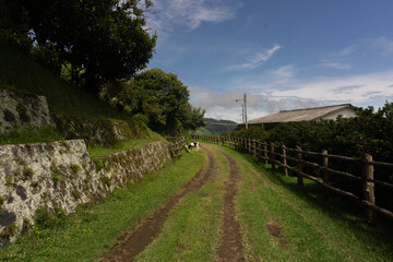 path in the field