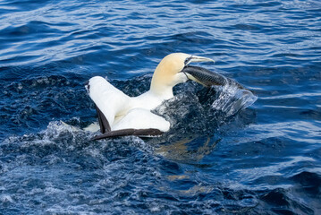Gannets in the water catching fish