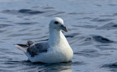 Fulmar seabird in the sea