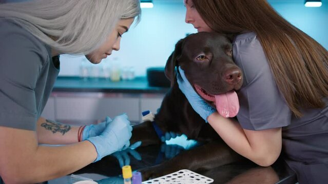 Blonde young female vet giving injection to purebred chocolate adult Labrador Retriever in lab, assistant hugging the dog. Pet behaves itself. Vaccination. High quality 4k footage