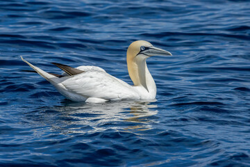 Great northern gannet in the blue sea