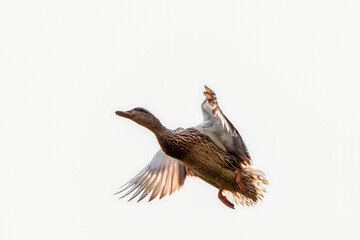 Female Mallard duck in flight in Spring