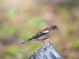 Common chaffinch, Fringilla coelebs, sits on a tree. Common chaffinch in wildlife.