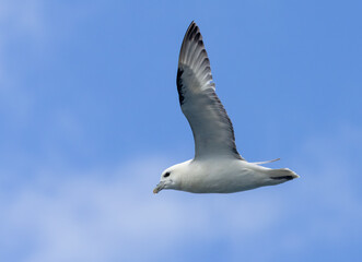 Fulmar sea bird in flight with blue sky background