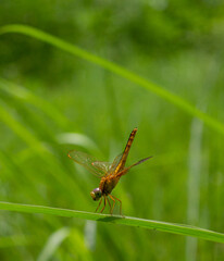 Macro photo of a dragonfly on the grass