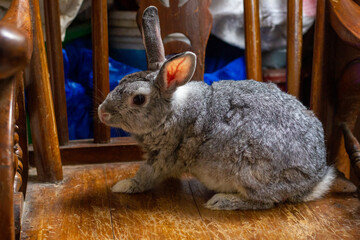 The Giant chinchilla rabbit posing from different angles