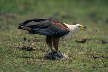 African fish eagle with fish opens beak