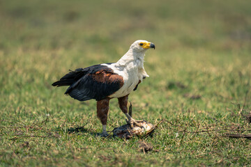 African fish eagle with foot on fish