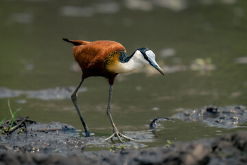African jacana walks across mudflats in sunshine
