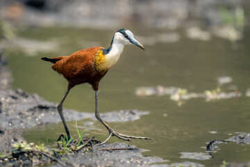 African jacana walks in shallows lifting foot