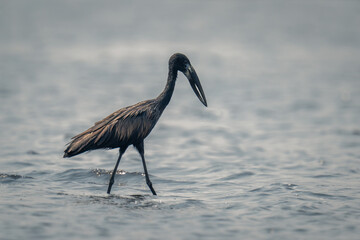 African openbill crosses shallow river in profile
