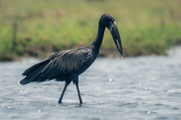 African openbill walks through river near bank