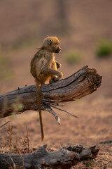 Baby chacma baboon sits on dead branch