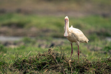 African spoonbill stands turning head to camera