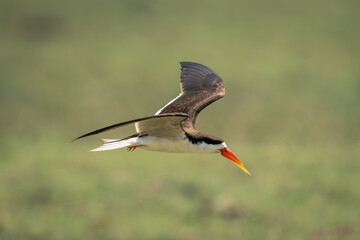 African skimmer flies in sunshine over grass