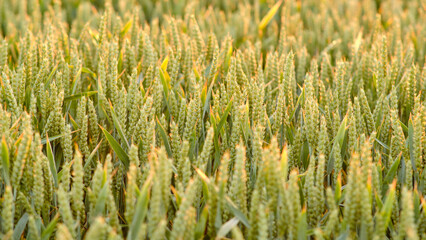 Close-up of golden crop ears straws in agricultural field before gathering. Shallow depth of field beautiful natural warm sunlight. Rural scenery detail abstract background pattern, harvest concept.