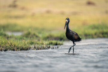 African openbill stands in shallows lifting foot